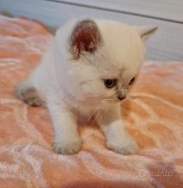 Gatto Scottish straight