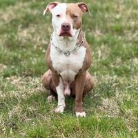 Pitbull maschio da monta