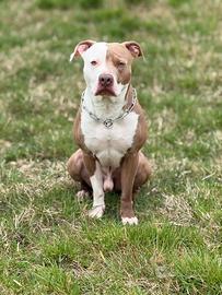 Pitbull maschio da monta