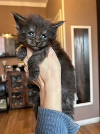 Maine coon femmine con pedigree