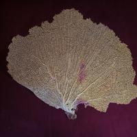Ventaglio di Gorgonia corallo