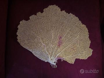 Ventaglio di Gorgonia corallo