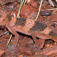 Geco Nephrurus wheeleri cinctus