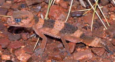 Geco Nephrurus wheeleri cinctus