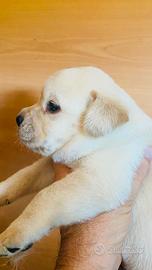 Cuccioli di Labrador