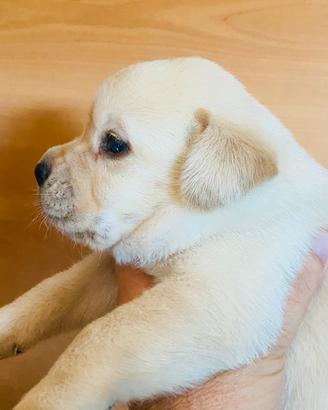 Cuccioli di Labrador