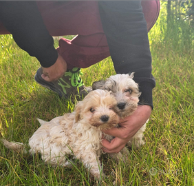 Maltipoo femminucce