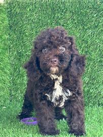 Lagotto romagnolo