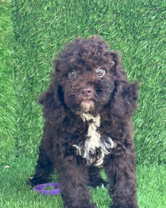 Lagotto romagnolo