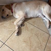 Labrador per Monta