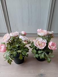 Due piante ranuncoli Ikea 