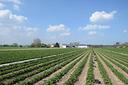 terreno-agricolo-pianeggiante-di-1400-m²-in-burgra