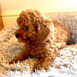 Barboncini Toy M e F