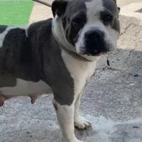 American Bully standard in adozione