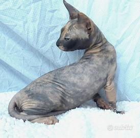 Gattini don sphynx varie tipologie