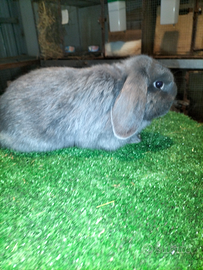 Coniglio Ariete puro