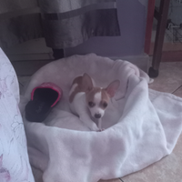 Ciwawa originale maschio
