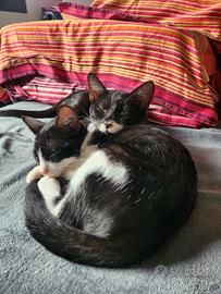 Adottali 2 gattini bianchi e neri dolcissimi?