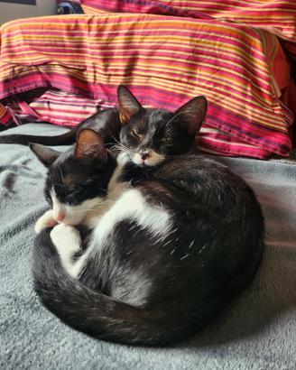 Adottali 2 gattini bianchi e neri dolcissimi?