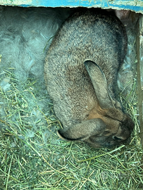 Leprino viterbese - conigli -