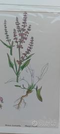 5 stampe antiche di botanica originale 1870