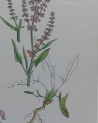 5 stampe antiche di botanica originale 1870