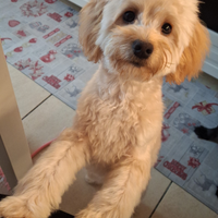 Maltipoo accoppiare