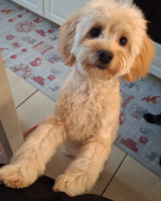 Maltipoo accoppiare