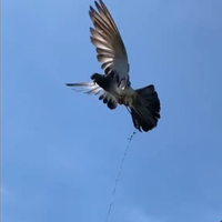 Piccioni addestrati per la caccia al colombaccio