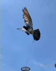 Piccioni addestrati per la caccia al colombaccio