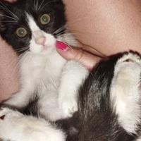 Gattini