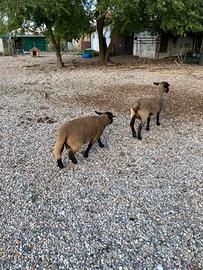 Agnello suffolk