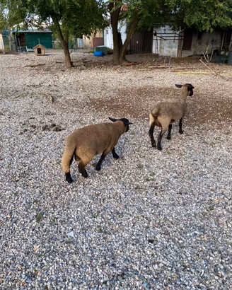 Agnello suffolk