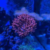 Anemone quadricolor