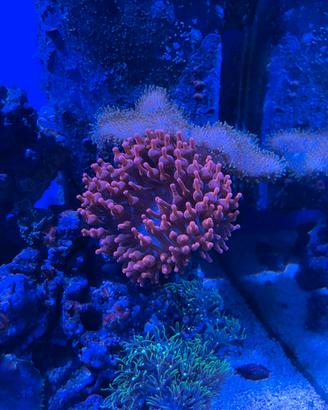 Anemone quadricolor