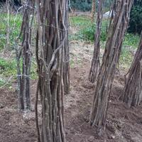 piante di nocciola 