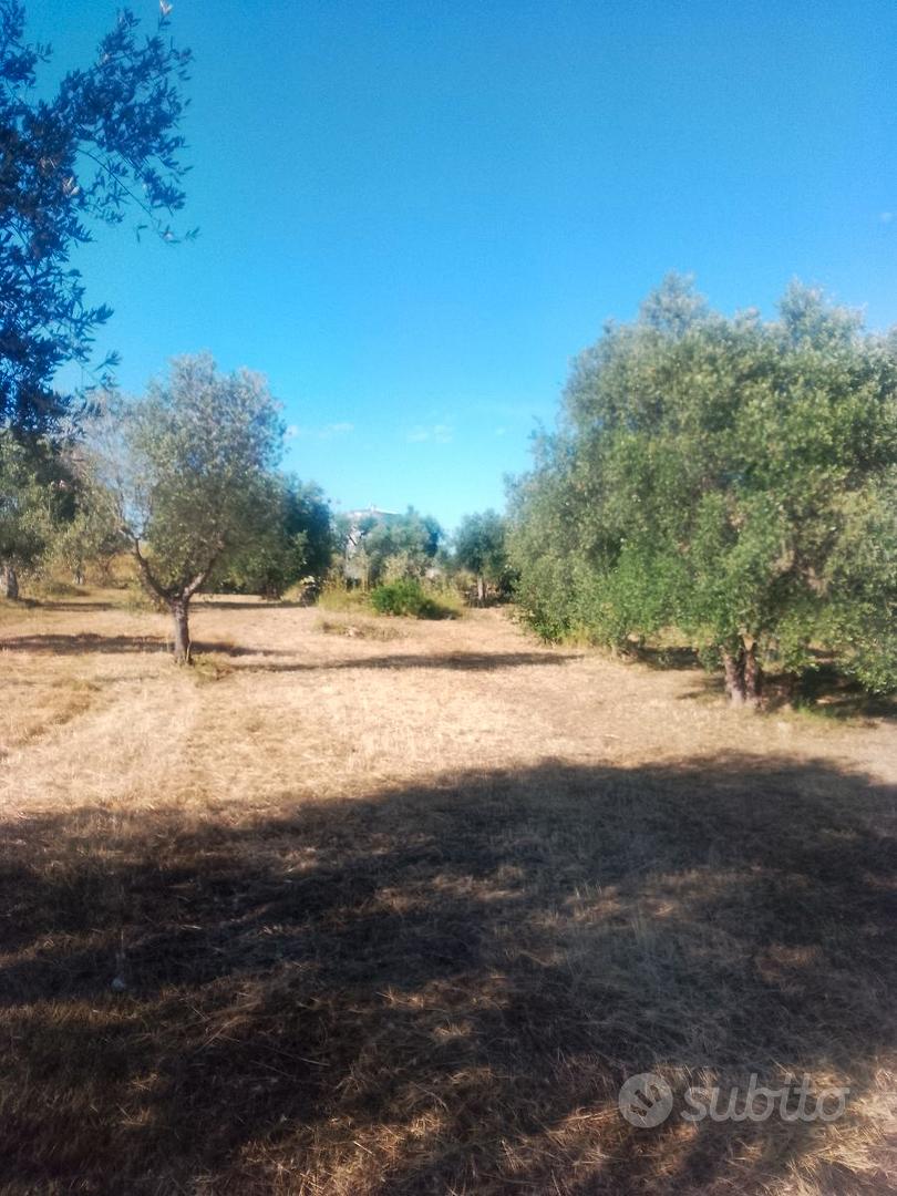 Terreno agricolo distante 500 metri da Triggiano - Vista 4