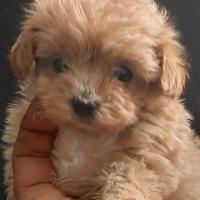 Cuccioli di maltipoo taglia veramente piccola