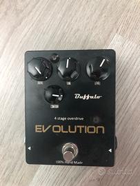 BUFFALO EVOLUTION