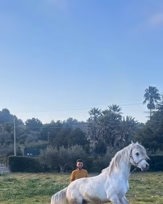 Cavallo arabo