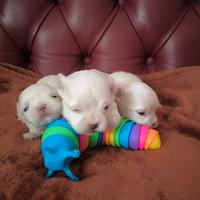 Maltese coreano