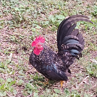 Gallo e gallina razza schabo