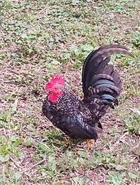 Gallo e gallina razza schabo