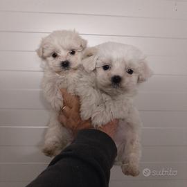 Maltesi "Mini Toy" disponibili subito