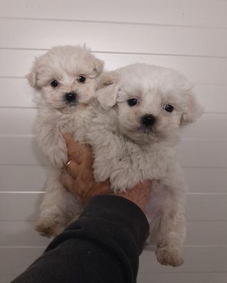 Maltesi "Mini Toy" disponibili subito
