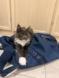 Femmine Maine Coon WCF