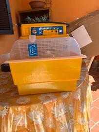 Incubatrice galline