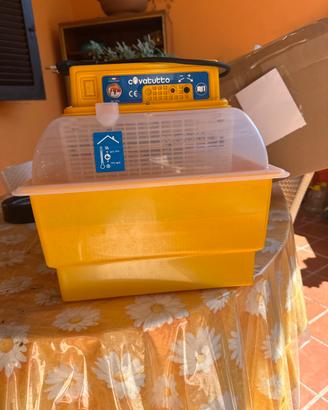 Incubatrice galline