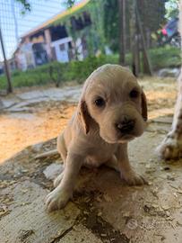 Cuccioli di setter inglese con pedigree