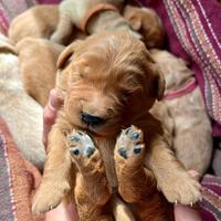 Cuccioli Golden Retriever con Pedigree ENCI